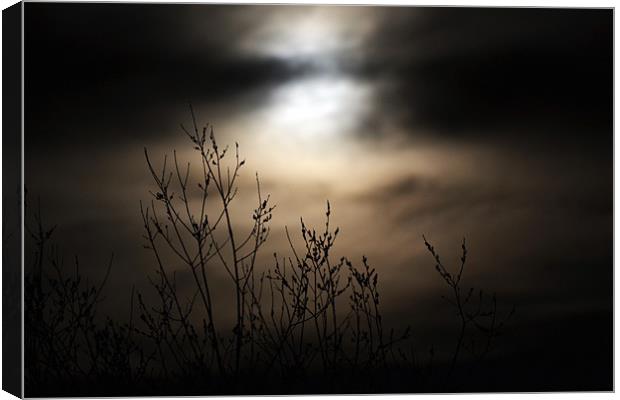 Mysterious Night Canvas Print by Donna Collett