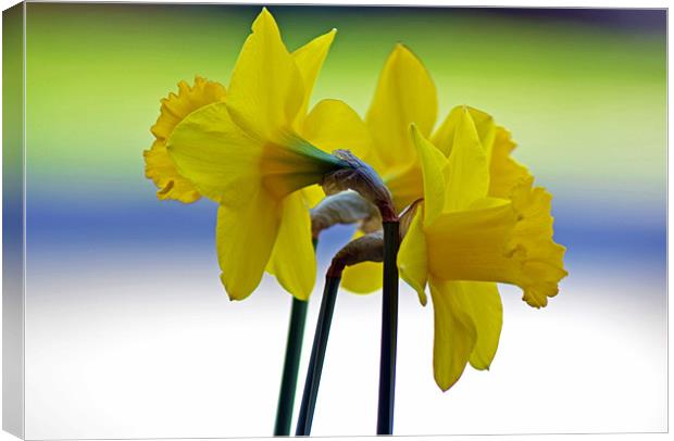 Daffodil Cluster Canvas Print by Donna Collett