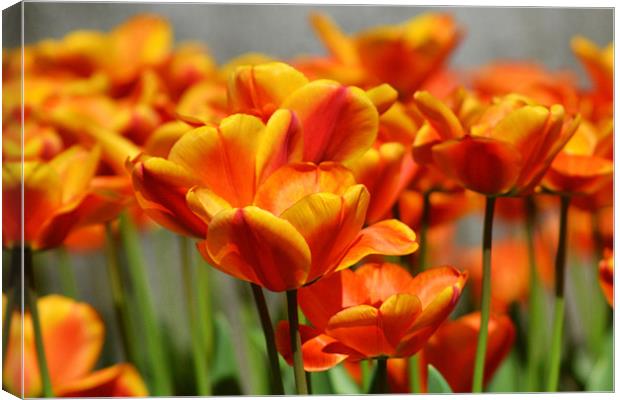 Orange tulips Canvas Print by Donna Collett