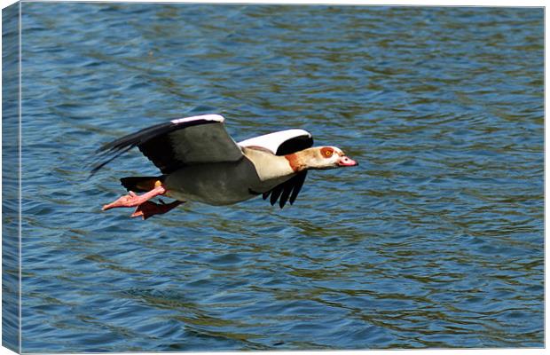 Goose Fly by Canvas Print by Donna Collett