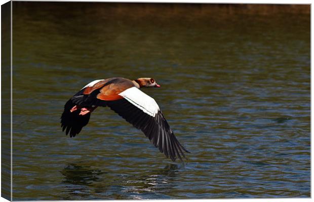 Egyptian Goose Canvas Print by Donna Collett