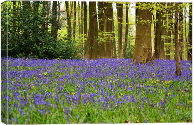 Bluebell woods Canvas Print by Donna Collett
