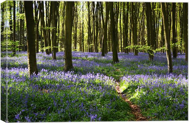 Bluebell Trail Canvas Print by Donna Collett