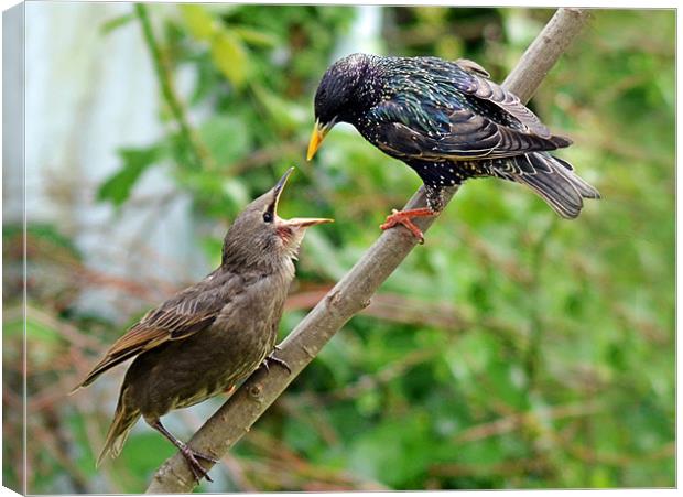 Hungry! Canvas Print by Donna Collett