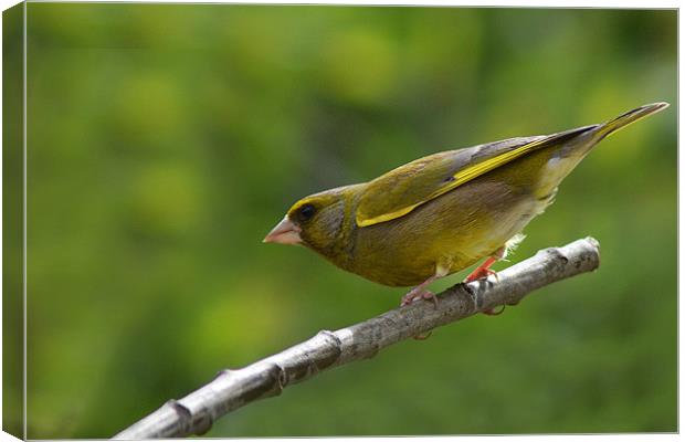 greenfinch Canvas Print by Donna Collett
