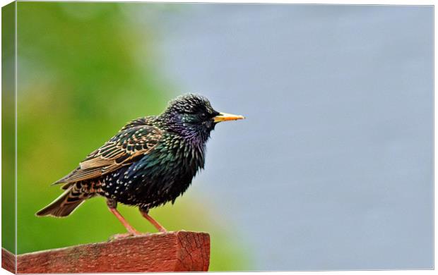 Starling Canvas Print by Donna Collett