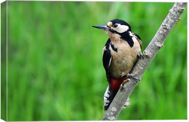 Great Spotted Woodpecker - Female Canvas Print by Donna Collett