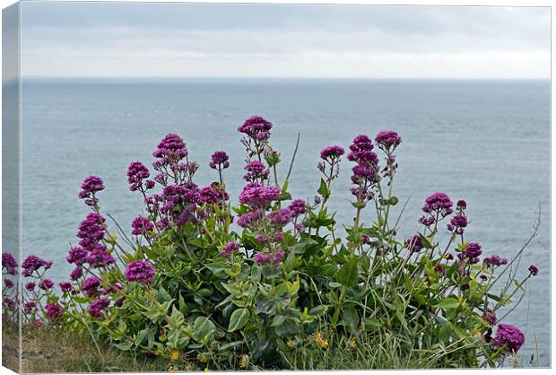 Cliff Edge Flowers Canvas Print by Donna Collett