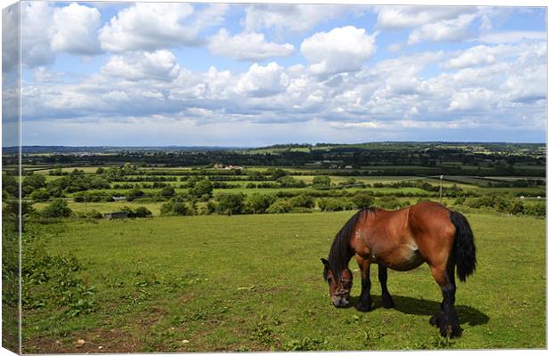Wiltshire View Canvas Print by Donna Collett