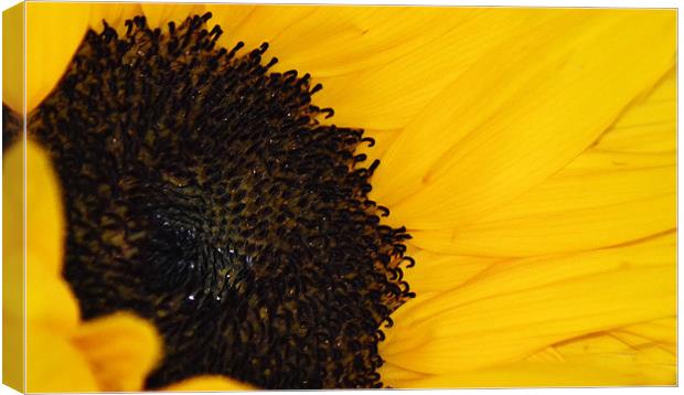Sunflower Canvas Print by Donna Collett