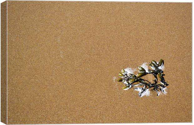 Simply Seaweed Canvas Print by Donna Collett