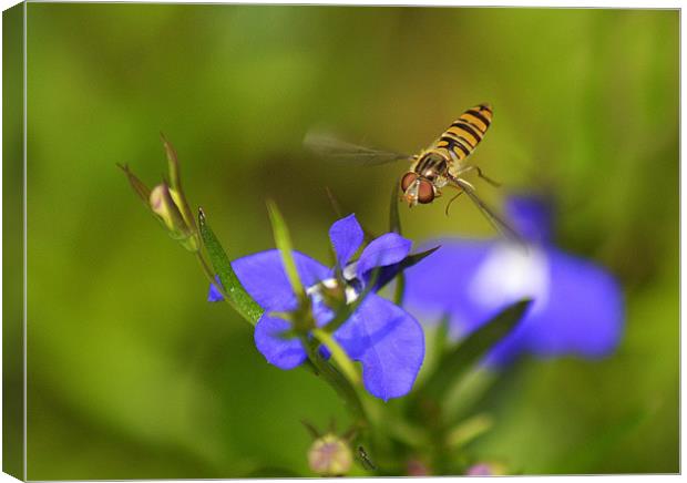 Hoverfly In Flight Canvas Print by Donna Collett
