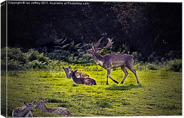 Fallow Deer Canvas Print by Ian Jeffrey