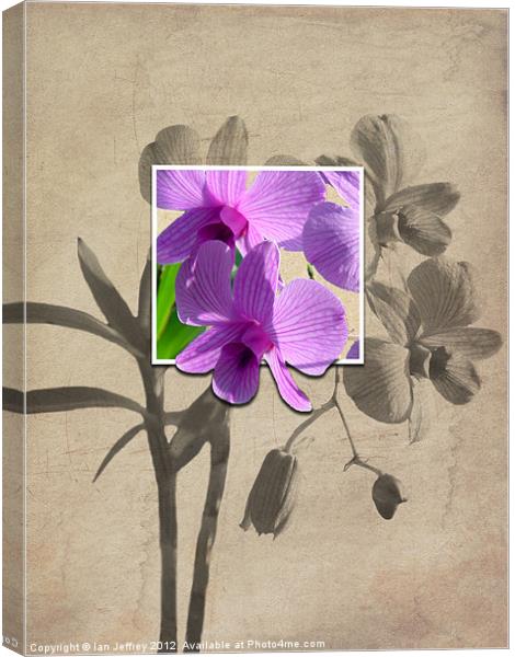Framed Orchid's Canvas Print by Ian Jeffrey