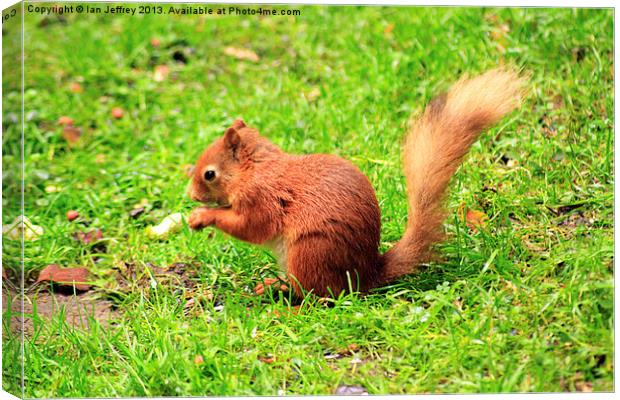 Red Squirrel Canvas Print by Ian Jeffrey