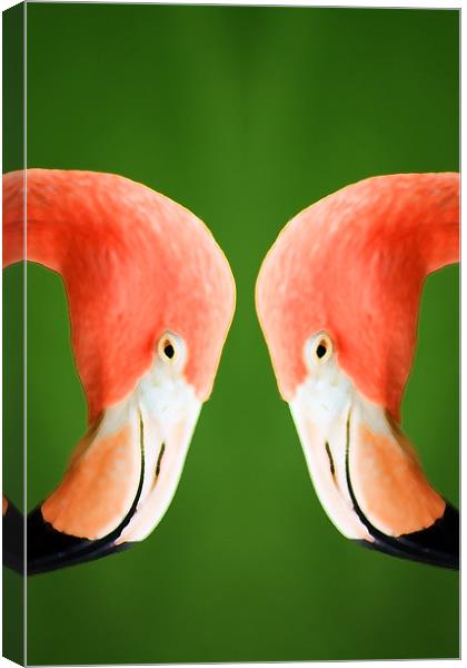 Flamingo Canvas Print by Ian Jeffrey