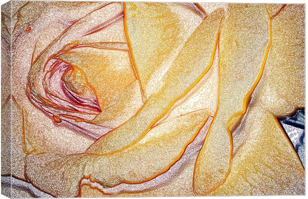 Yellow Rose Canvas Print by Ian Jeffrey