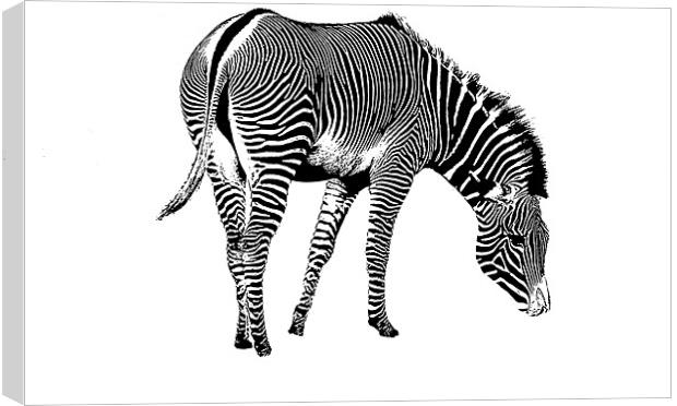 Zebra Canvas Print by Ian Jeffrey