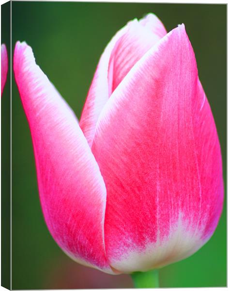 Red and White Tulip Canvas Print by Ian Jeffrey