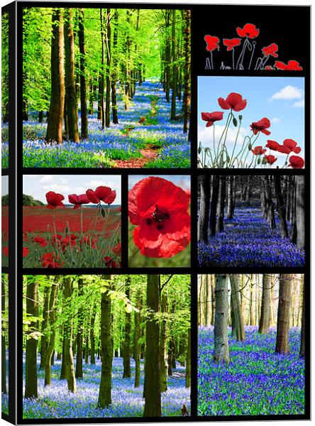 Poppies and Bluebells Canvas Print by Ian Jeffrey