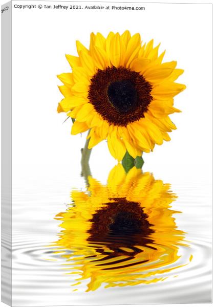 Sunflower Reflection Canvas Print by Ian Jeffrey