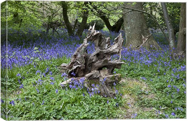 Twisted Stump Canvas Print by Nigel Coomber