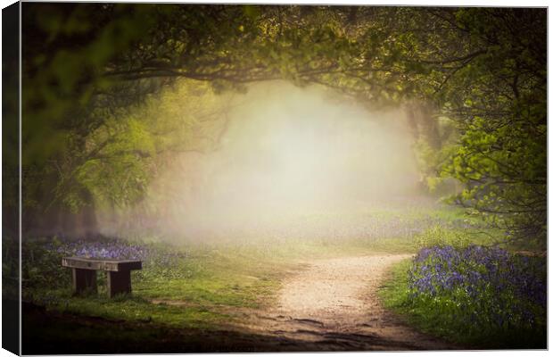  Bluebell Glade Canvas Print by Dawn Cox