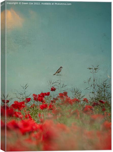  Bird in Poppies  Canvas Print by Dawn Cox