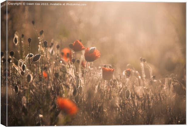 sunrise over poppy field  Canvas Print by Dawn Cox