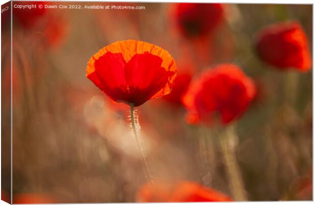 Vibrant Poppy Canvas Print by Dawn Cox