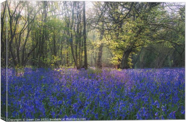In the bluebells Canvas Print by Dawn Cox