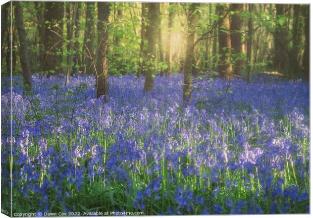 Bluebell woods Canvas Print by Dawn Cox