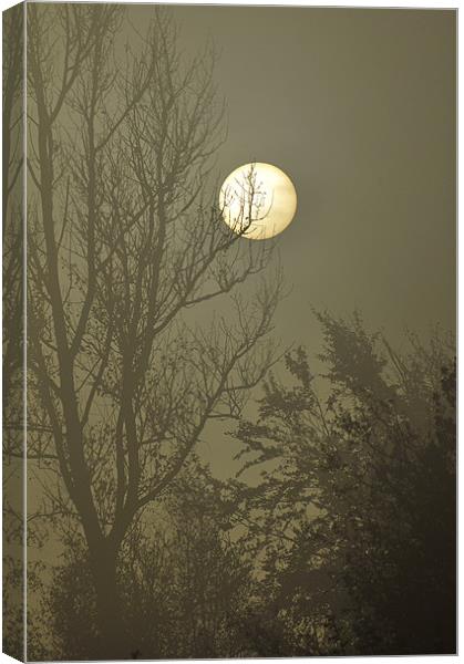 moonlit Canvas Print by Dawn Cox
