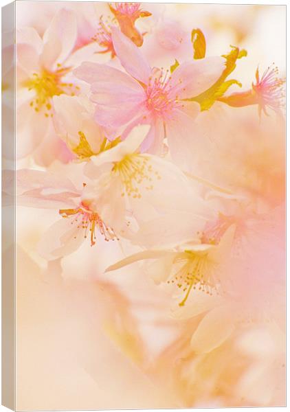 Pink Blossom Canvas Print by Dawn Cox