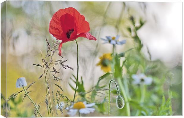 Summer flowers Canvas Print by Dawn Cox