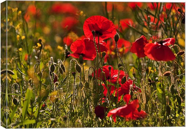 Backlit Poppies Canvas Print by Dawn Cox