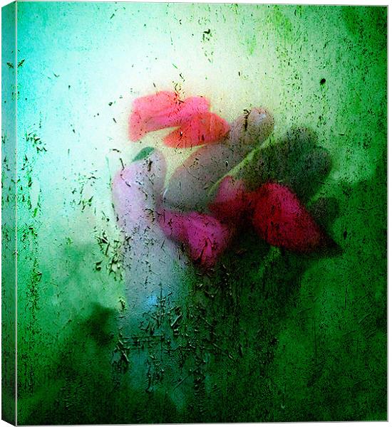 Hand holding rose petals Canvas Print by Dawn Cox