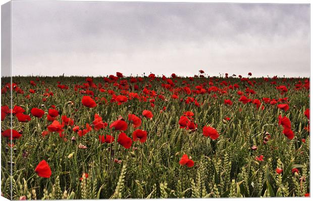 Poppy field, Kent Canvas Print by Dawn Cox