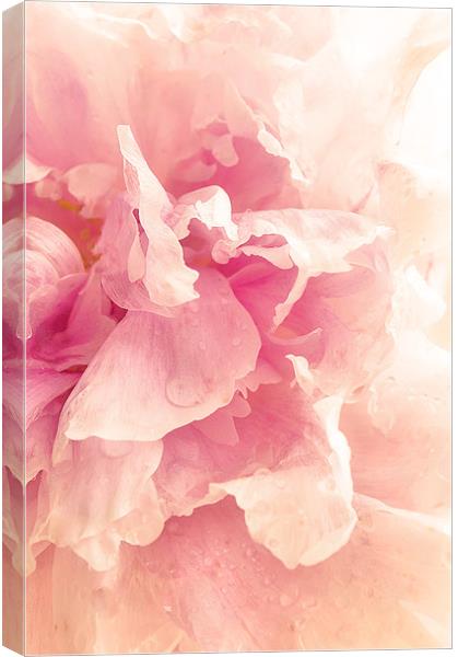 Soft Pink Peony Canvas Print by Dawn Cox