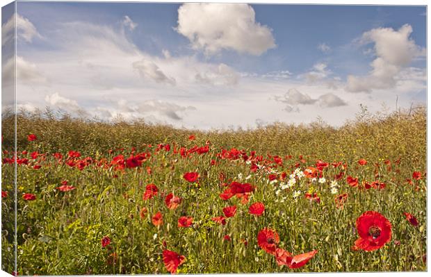 Poppy field, Eynsford, Kent Canvas Print by Dawn Cox