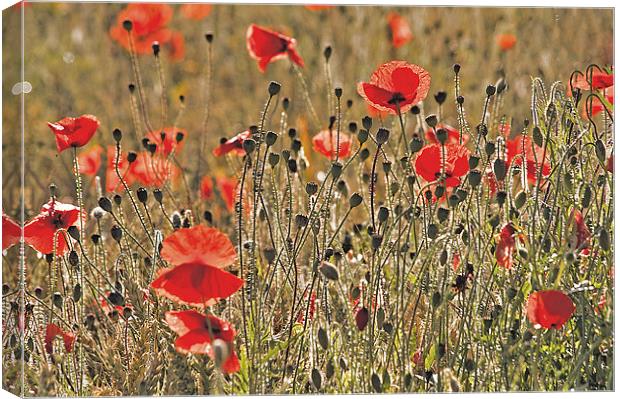 Sunlight on Poppies Canvas Print by Dawn Cox