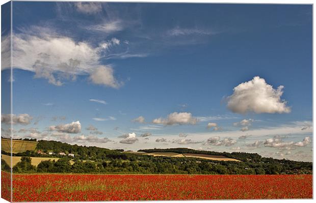 Kent Poppy Field Canvas Print by Dawn Cox