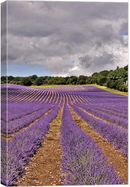 Lavender Field , Kent Canvas Print by Dawn Cox