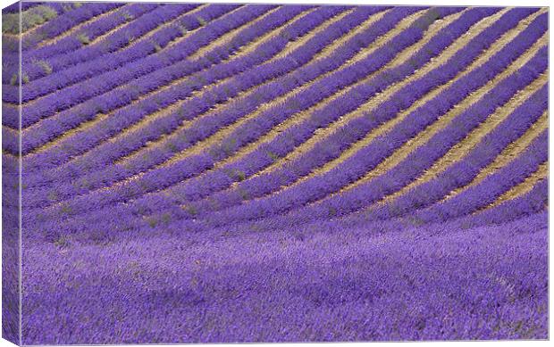 Field of Lavender Canvas Print by Dawn Cox