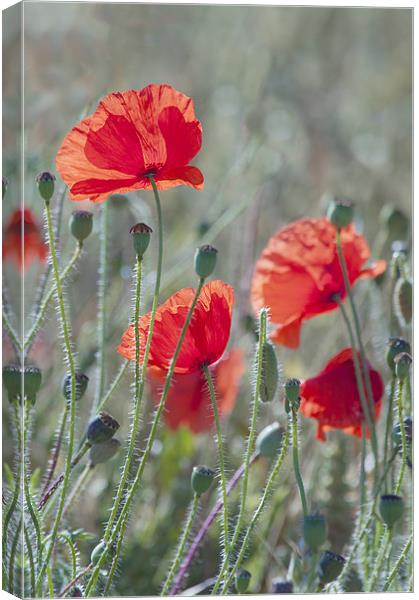 Poppies in a Field Canvas Print by Dawn Cox