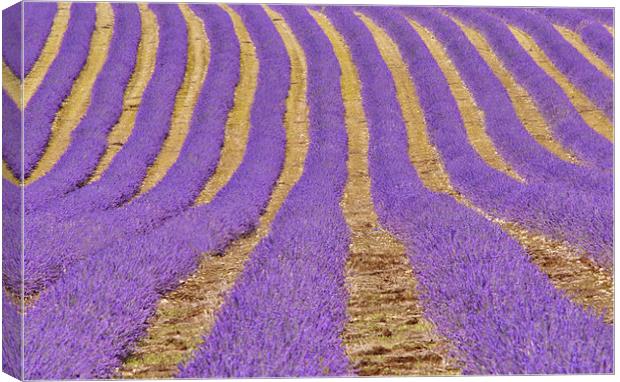 Kent Lavender fields Canvas Print by Dawn Cox