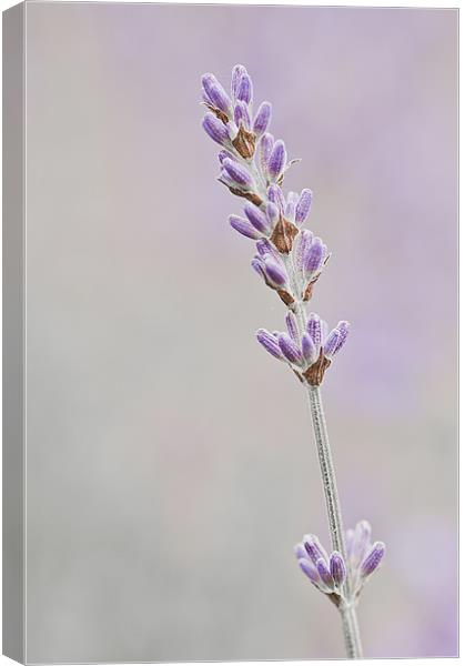 Lavender Canvas Print by Dawn Cox