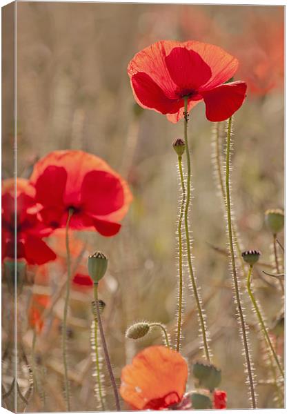 Early morning light on Poppies Canvas Print by Dawn Cox