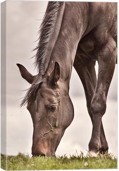 Black Beauty Canvas Print by Dawn Cox