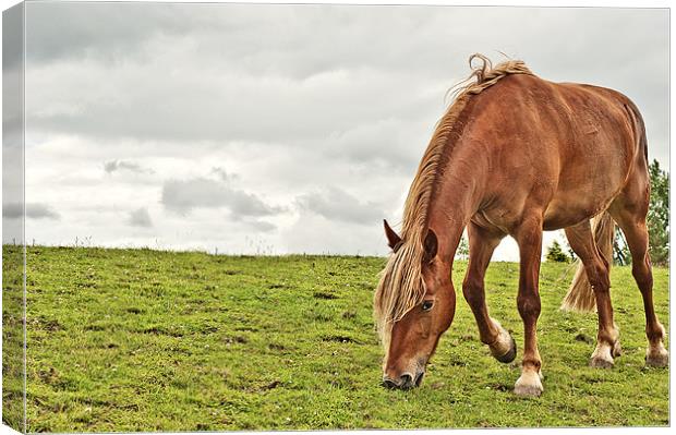 Grazing Canvas Print by Dawn Cox